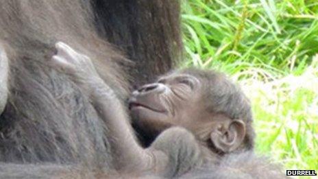 Newborn gorilla at Durrell