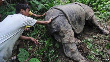 Villagers look at a wounded one-horned rhinoceros that was shot and dehorned by poachers in Parku hills, near Kaziranga National Park, about 250 kilometers (156 miles) east of Gauhati, India, Wednesday, Sept. 26, 2012