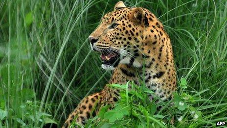 Indian leopard