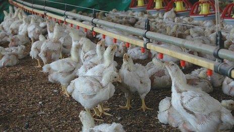 Phetogo chicken farm in Pretoria