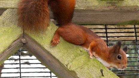 Kelling Heath's female red squirrel