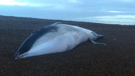 Beached fin whale at Shingle Street in Suffolk