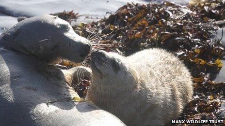 Seal and mother