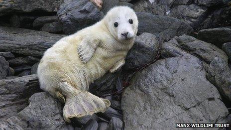 Grey Seal pup