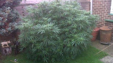 Cannabis plant