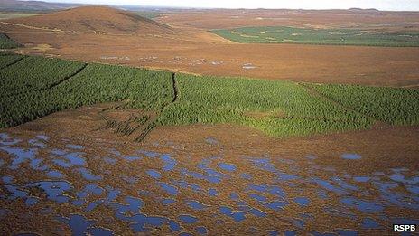 Bog pools and conifer plantation at the Forsinard RSPB reserve