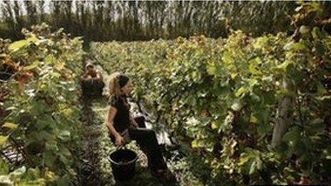 Grape pickers at Nyetimber vineyard