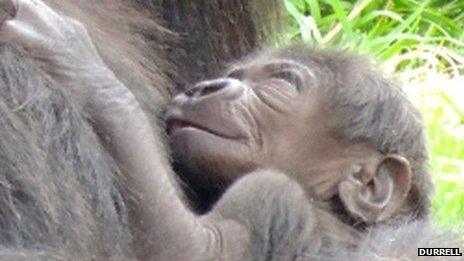 Newborn gorilla at Durrell