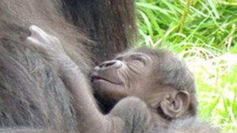 Newborn gorilla at Durrell