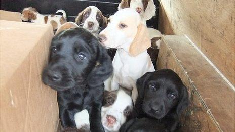 The puppies were found in boxes in the back of two cars