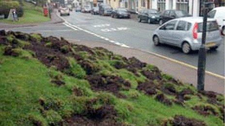 Boars digging up ground in the Forest of Dean