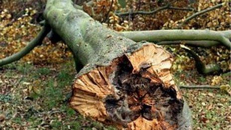 Beech tree felled during the 1987 Great Storm (Image: BBC)