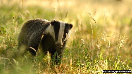 Badger in the fields