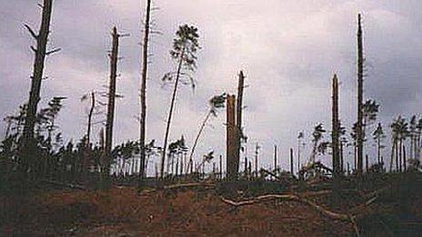 Fallen trees in Suffolk after the 1987 Great Storm