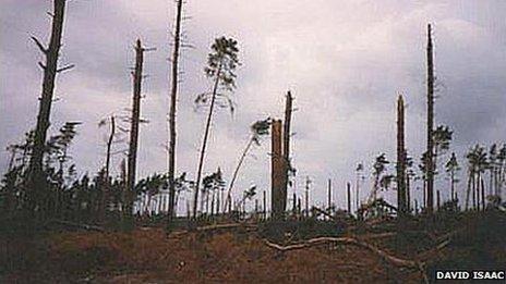 Fallen trees in Suffolk after the 1987 Great Storm