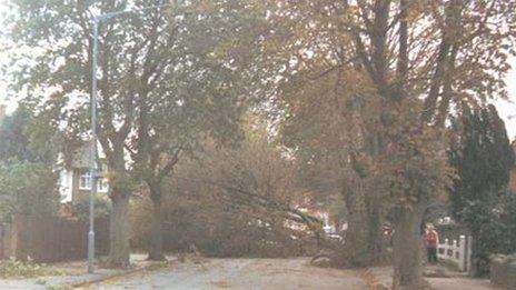 A fallen tree on a road in Felixstowe