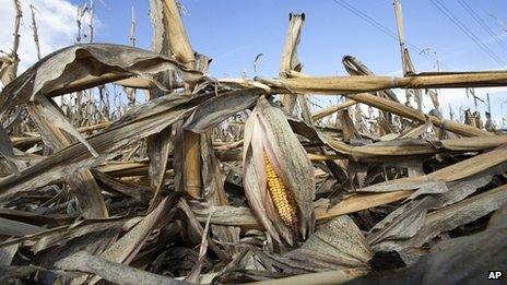 Ruined corn crop