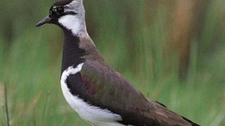 Lapwing