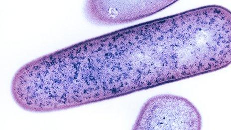 C. difficile bacteria