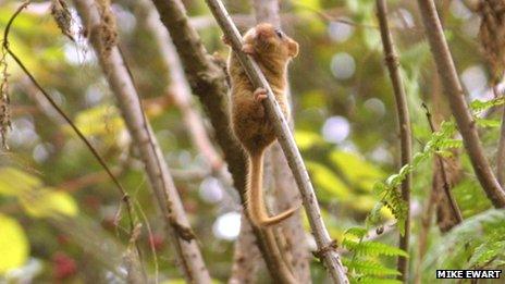 Dormouse