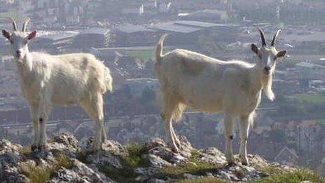 Goats with Llandudno behind them