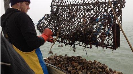 Oyster catch