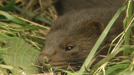 American mink