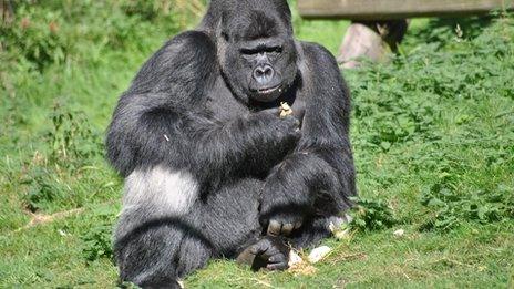 Gorilla called Djala