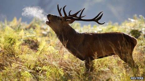 Red deer stag