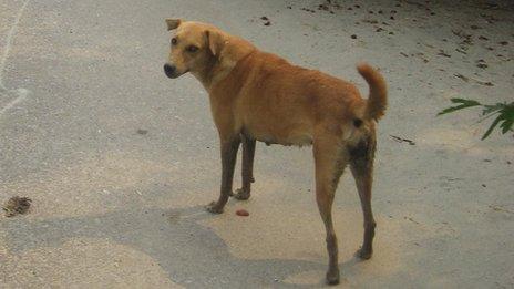 Stray dog in India