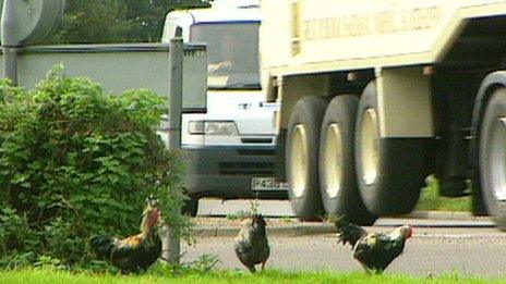 Chickens on "chicken roundabout" at Ditchingham, Norfolk