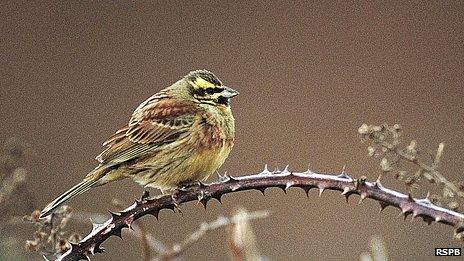 Cirl Bunting