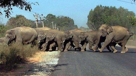 A herd of wild elephants crossing a road in India