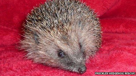 Hedgehog which was trapped in a crisp packet