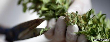 A close up of a cannabis plant being chopped up