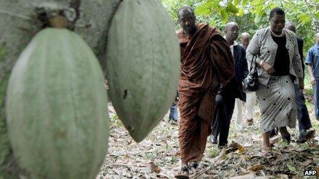 Coca plantation, Ivory Coast