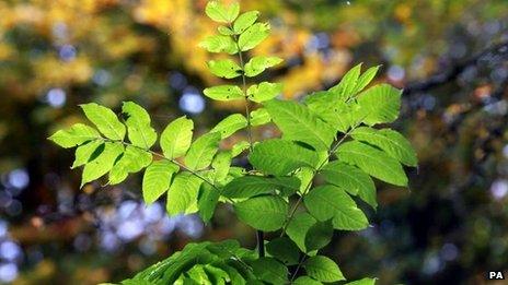 An ash sapling