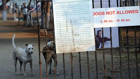 Stray dogs, the Turf Club, Mumbai