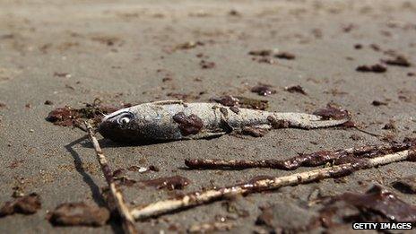 A dead oil-covered fish lies on the beach in May 2010 on Grand Isle, Louisiana