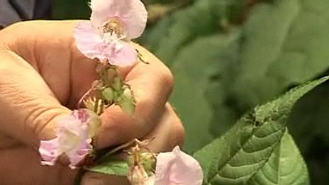 Himalayan balsam