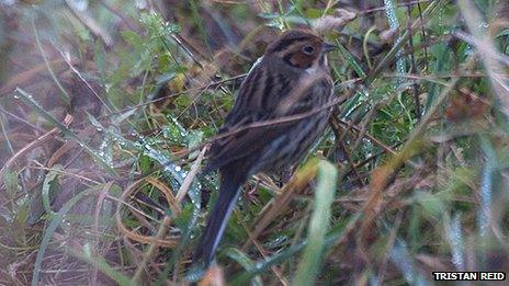 Little Bunting in Elba Park, Sunderland. Photo: Tristan Reid