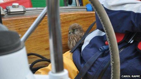 A young kestrel on Carol Raffe's boat