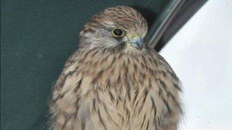 A kestrel on Carol Raffe's boat in Suffolk