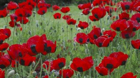 Poppies