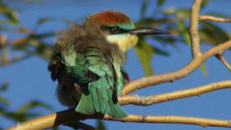 Bee-eater in Sunderland