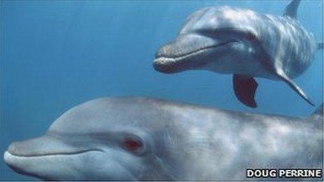 Bottlenose dolphins