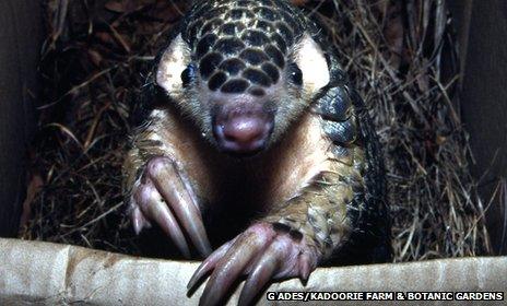 Sunda pangolin (c) Gary Ades/Kadoorie Farm & Botanic Gardens