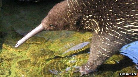 Long-beaked echidna (c) Peggy Rismiller