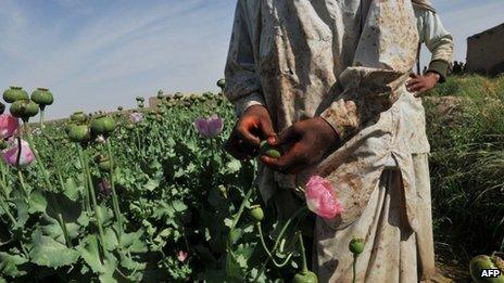 In this file photograph, Afghan opium poppy farmers score opium poppies in a field at Habibullah village in Khanashin District, Helmand province