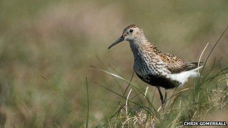 Dunlin